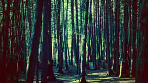 Enchanted_ Blue_ Forest_ Background.jpg Wallpaper