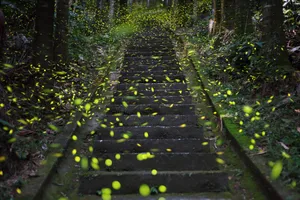 Enchanted Firefly Staircase Wallpaper