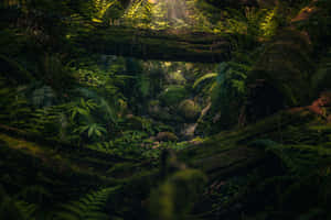 Enchanted_ Forest_ Biodiversity Wallpaper