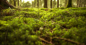 Enchanted_ Forest_ Floor_ Green_ Moss.jpg Wallpaper