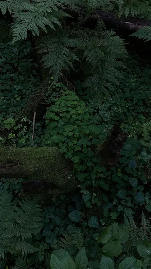 Enchanted Forest Floor Greenery Wallpaper