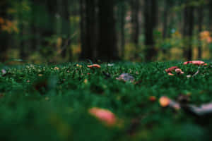 Enchanted Forest Floor Moss Wallpaper