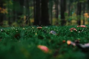 Enchanted Forest Floor Moss Wallpaper