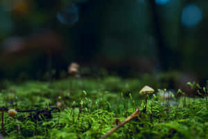 Enchanted Forest Floor Mushroom Wallpaper