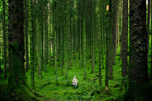 Enchanted Forest Green Aesthetic Wallpaper