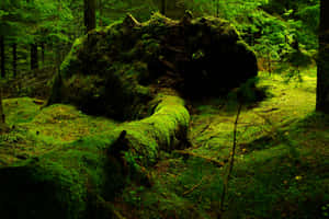 Enchanted Forest Green Moss Covered Rockand Log Wallpaper