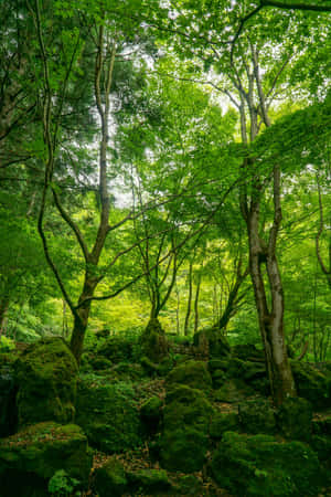 Enchanted Forest Greenery Wallpaper