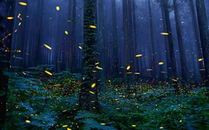 Enchanted Forest Lightning Bugs Wallpaper