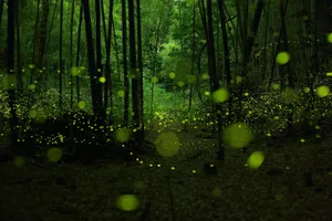 Enchanted Forest Lightning Bugs Wallpaper