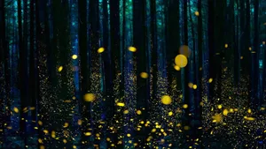 Enchanted Forest Lightning Bugs Wallpaper