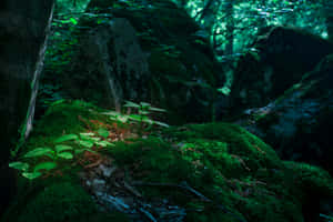 Enchanted Forest Mossy Glade Wallpaper