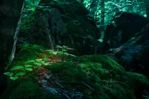 Enchanted Forest Mossy Glade Wallpaper