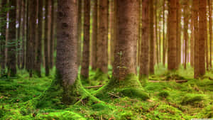 Enchanted Forest Mossy Trees Wallpaper