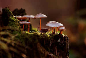 Enchanted Forest Mushrooms Wallpaper