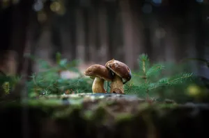 Enchanted Forest Mushrooms Wallpaper