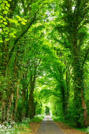 Enchanted Forest Path.jpg Wallpaper