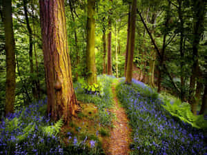 Enchanted Forest Path Springtime Wallpaper