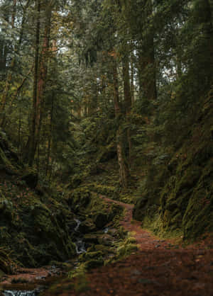 Enchanted Forest Pathway Wallpaper