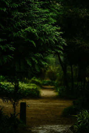 Enchanted Forest Pathway Wallpaper