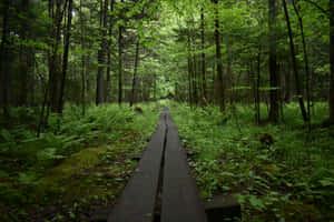 Enchanted Forest Pathway Wallpaper