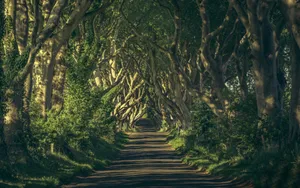 Enchanted Forest Pathway Wallpaper