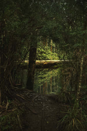 Enchanted Forest Pathway.jpg Wallpaper