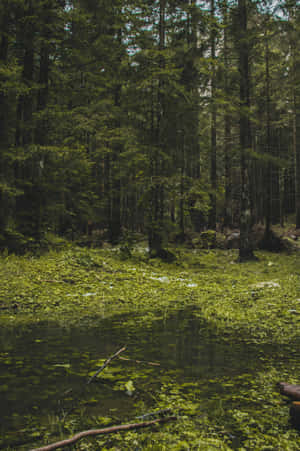 Enchanted_ Forest_ Pond.jpg Wallpaper