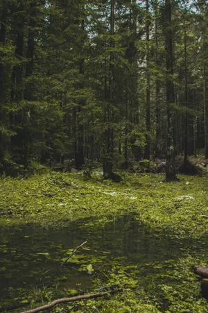 Enchanted_ Forest_ Pond.jpg Wallpaper