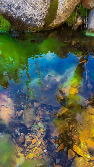 Enchanted_ Forest_ Pond_ Reflections Wallpaper