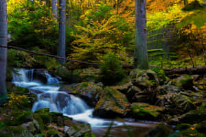 Enchanted_ Forest_ Stream_ Fall_ Autumn.jpg Wallpaper