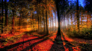 Enchanted Forest Sunrise Wallpaper