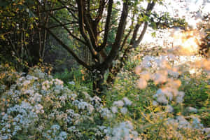 Enchanted Forest Sunset Wallpaper