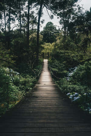 Enchanted Forest Suspension Bridge.jpg Wallpaper