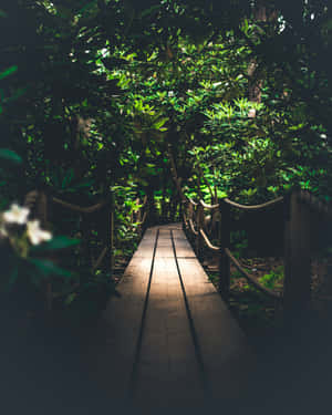 Enchanted_ Jungle_ Pathway.jpg Wallpaper