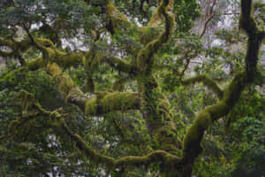 Enchanted_ Mossy_ Forest Wallpaper