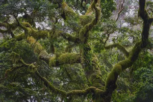 Enchanted_ Mossy_ Forest Wallpaper