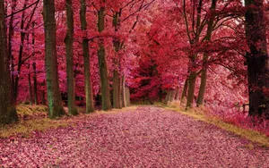 Enchanted Pink Forest Path Wallpaper