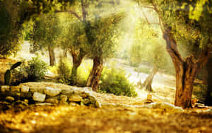 Enchanted_ Sunlit_ Garden_ Path Wallpaper