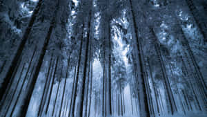 Enchanted_ Winter_ Forest_ Scene Wallpaper