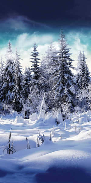 Enchanted_ Winter_ Forest_ Scene Wallpaper