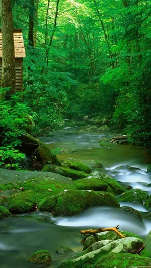 Enchanting 3d Forest Landscape Wallpaper