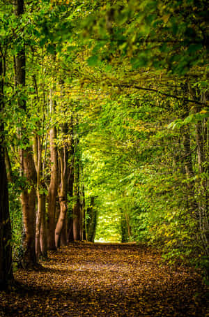 Enchanting 3d Forest Landscape Wallpaper