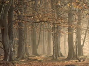 Enchanting 3d Forest Scene Wallpaper