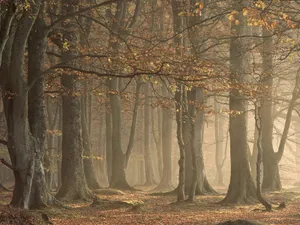 Enchanting 3d Forest Scene Wallpaper