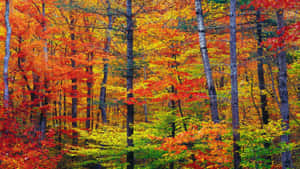 Enchanting Autumn Forest Wallpaper