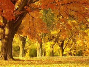Enchanting Autumn Forest Path Wallpaper