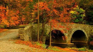 Enchanting Autumn Forest Scenery Wallpaper