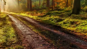 Enchanting Autumn Forest Trail Wallpaper