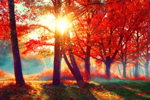 Enchanting Autumn Forest Walk Wallpaper