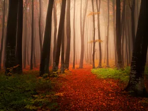 Enchanting Autumn Trail Wallpaper